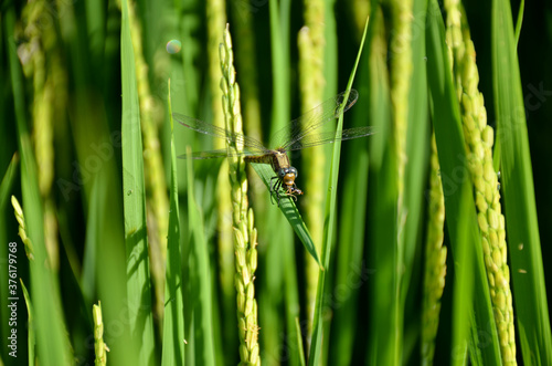 the beautiful green dragonfly hold on green paddy plant.