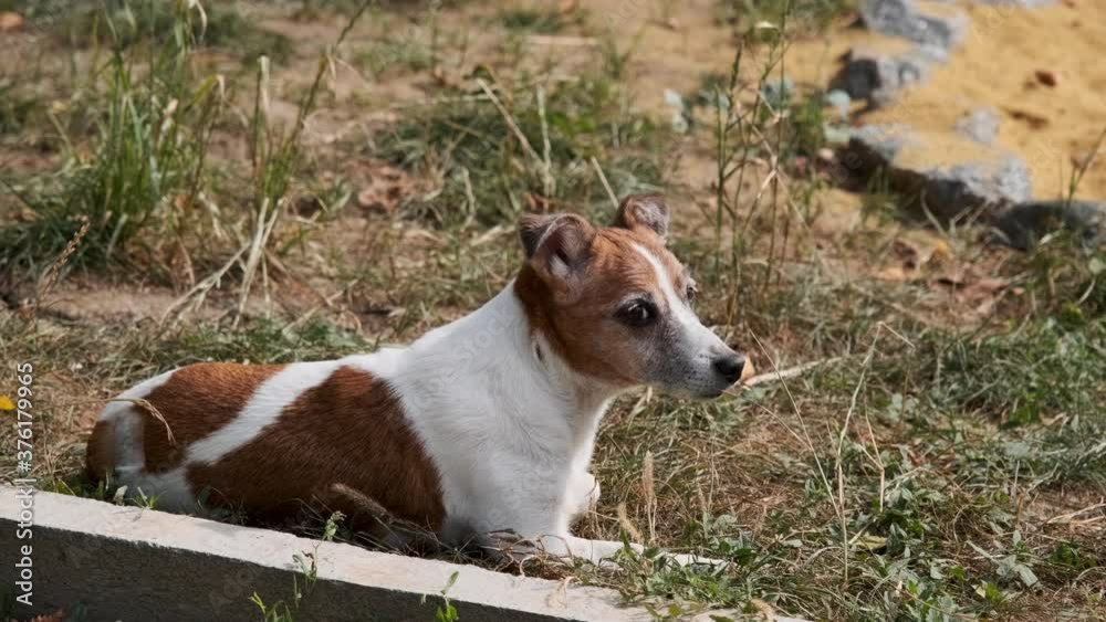 Jack Russell Terrier is resting on the street. Slow motion. Jack Russell Terrier is resting on the street. Slow motion.