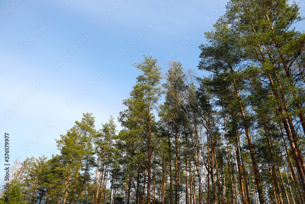 Bottom view of the tops of trees against the blue sky.