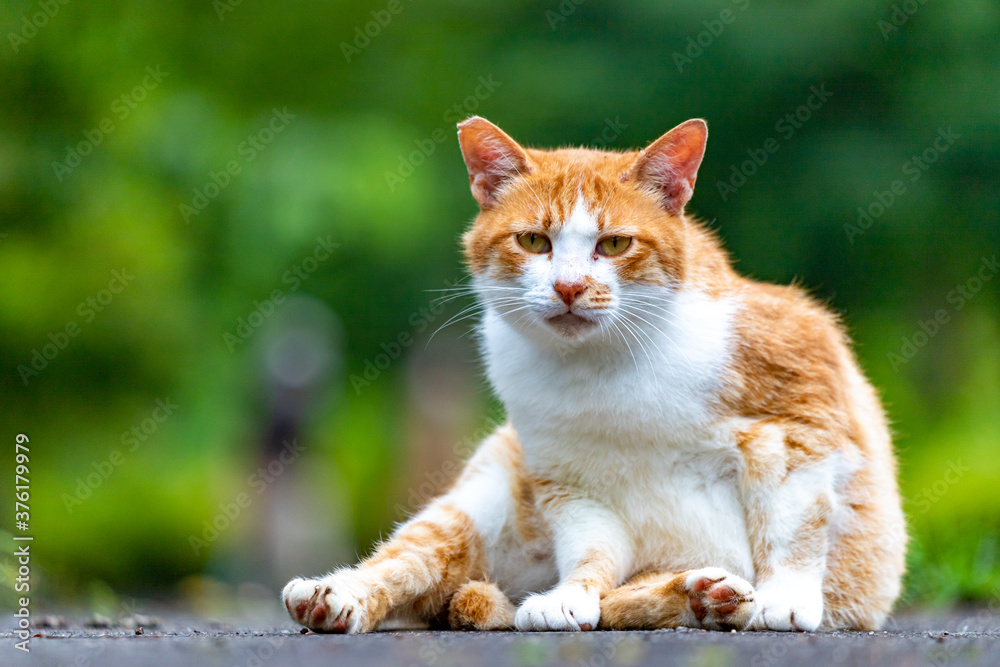 Fototapeta premium 休んでいる猫