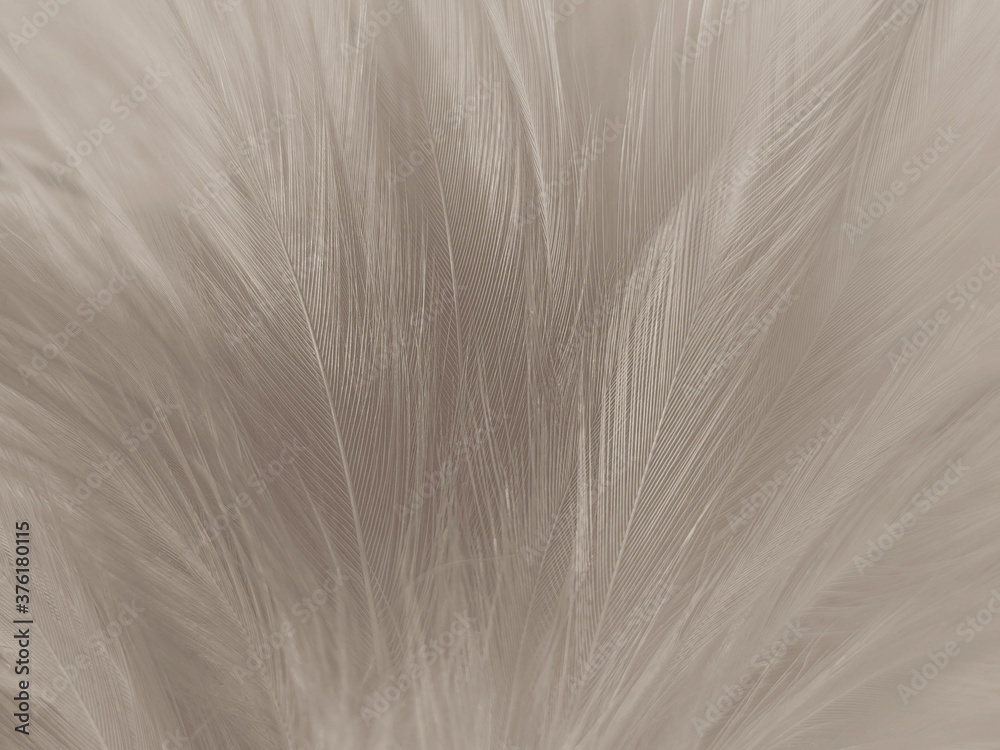 Beautiful abstract black feathers on white background and soft white feather texture on white pattern and dark background, gray feather background Beautiful abstract black feathers on white background and soft white feather texture on white pattern and dark background, gray feather background