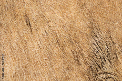 beige horse pelt texture for your design