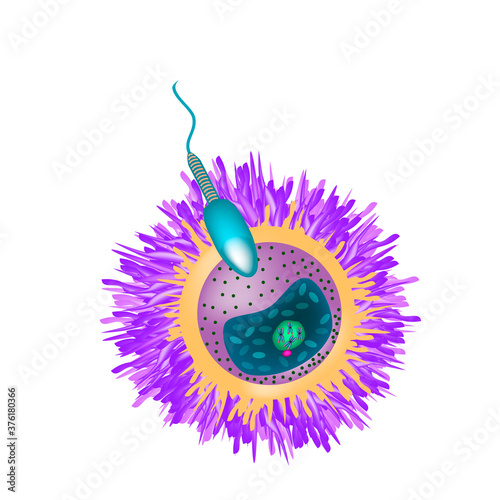 Structure of human gametes : egg and sperm (useful for education in schools and clinics ) - vector illustration