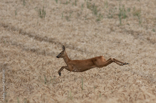 roe deer doe jumping over wheat field