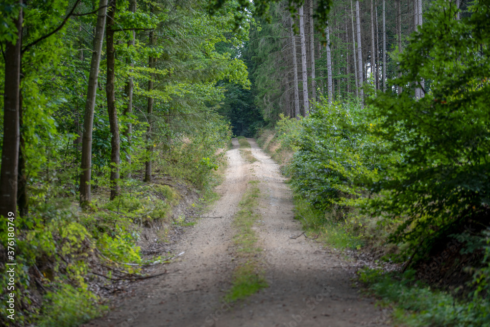 Waldweg Waldweg