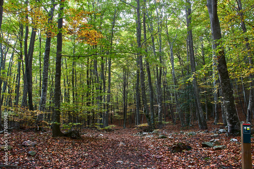 Path full of dry leaves  between the forest trees