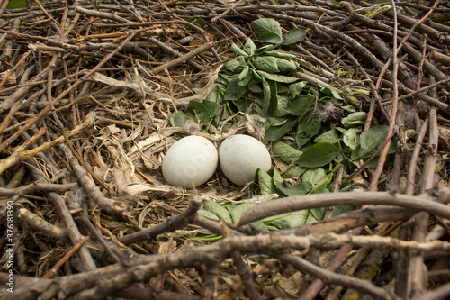 Common buzzard eggs in the nest, close up photo taken by climbing on the tree in natural habitat, Buteo buteo white greenish eggs with brown spots 