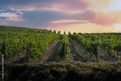 Tuscan hill with red grape vineyard in rows