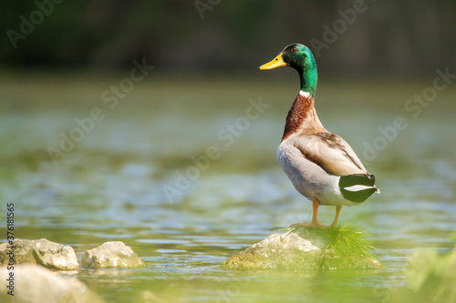Canvas Print Mallard (Anas platyrhynchos) or wild duck, a common dabbling duck, male mallard