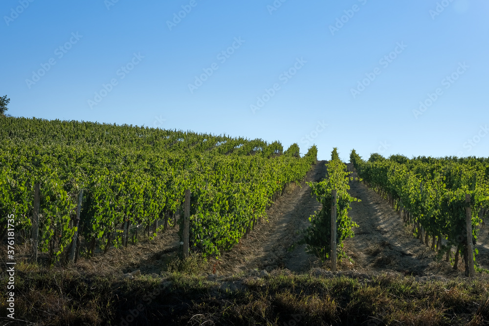 Tuscan hill with red grape vineyard in rows