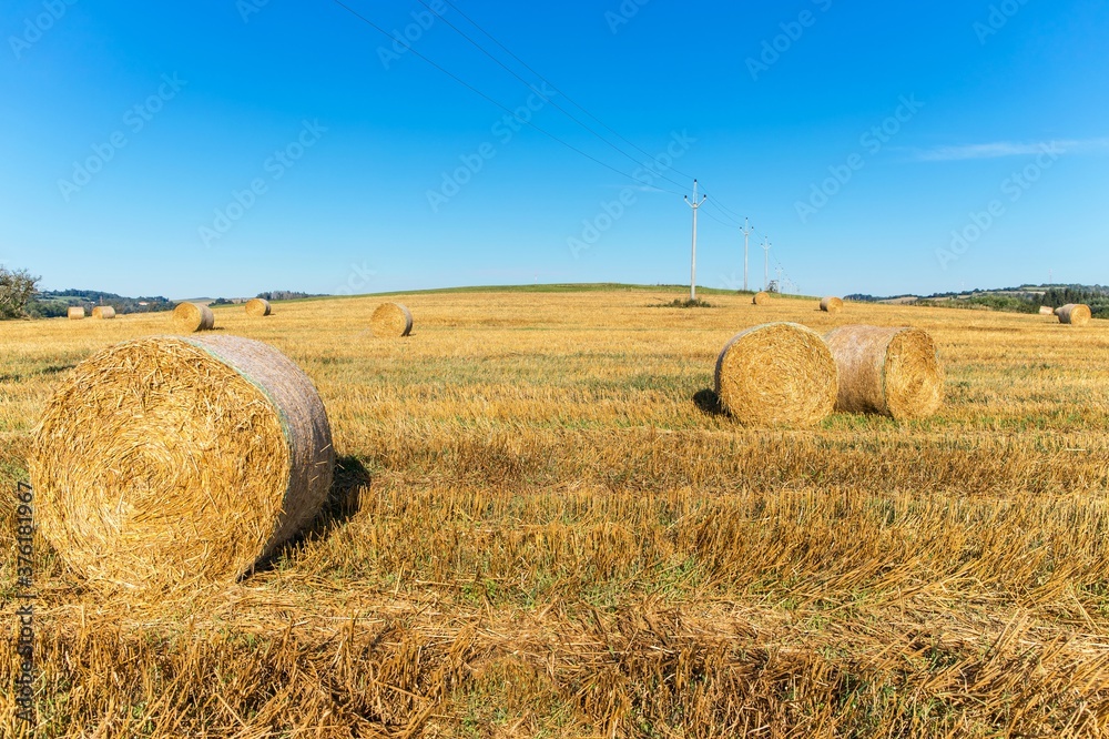 Landscape with a field of straw rolls, blue sky. Sunny summer day on the farm. Summer morning on the farm. Agricultural landscape in the Czech Republic.