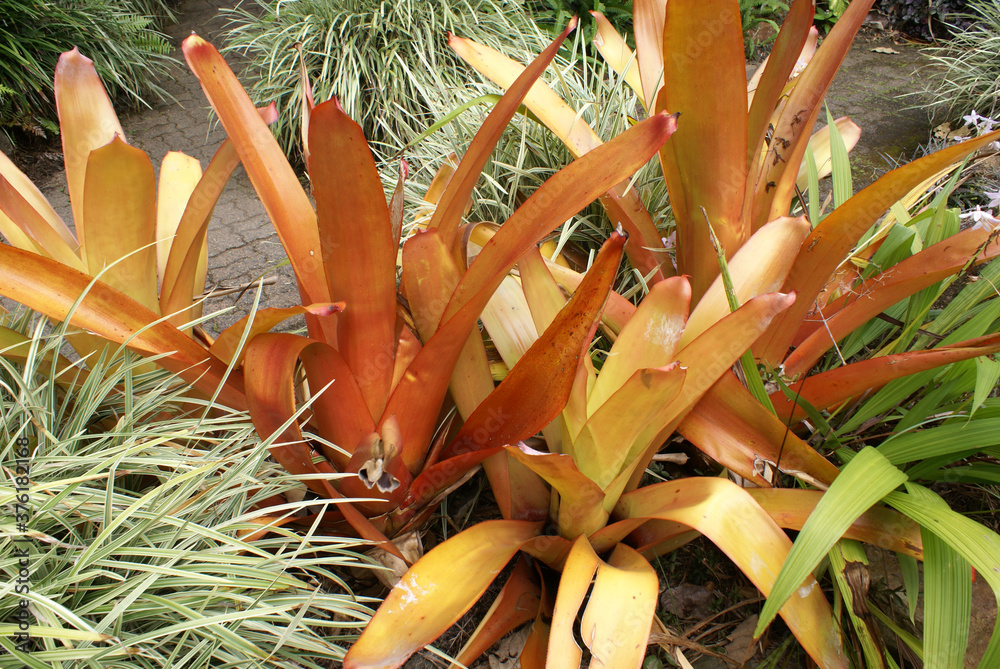 Aechmea blanchetiana, orange bromeliad Stock Photo Adobe Stock