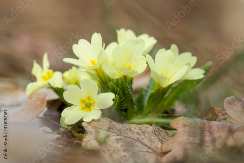 Primula vulgaris, the common primrose or English primrose, European flowering plant, family Primulaceae, first flowers to appear in spring growing from leaf rosette, pale yellow petals, actinomorphic  photo