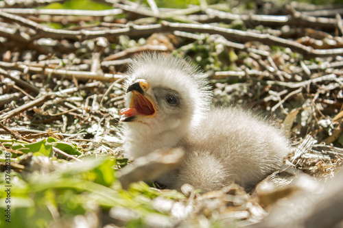 Common buzzard chick in the nest, Buteo buteo buzzard fledgling feeding with a rodent, rat prey in the buzzard nest, photo taken by climbing on the tree in natural habitat