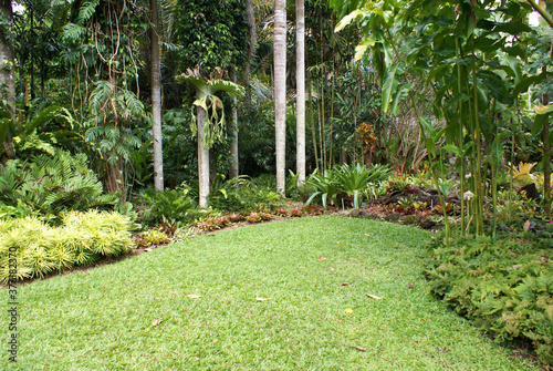 Tropical rainforest garden room, North Queensland photo