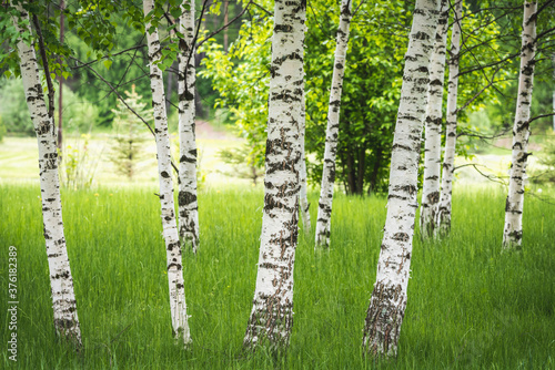 Thin white birches with green leaves grow in clearing on summer day.