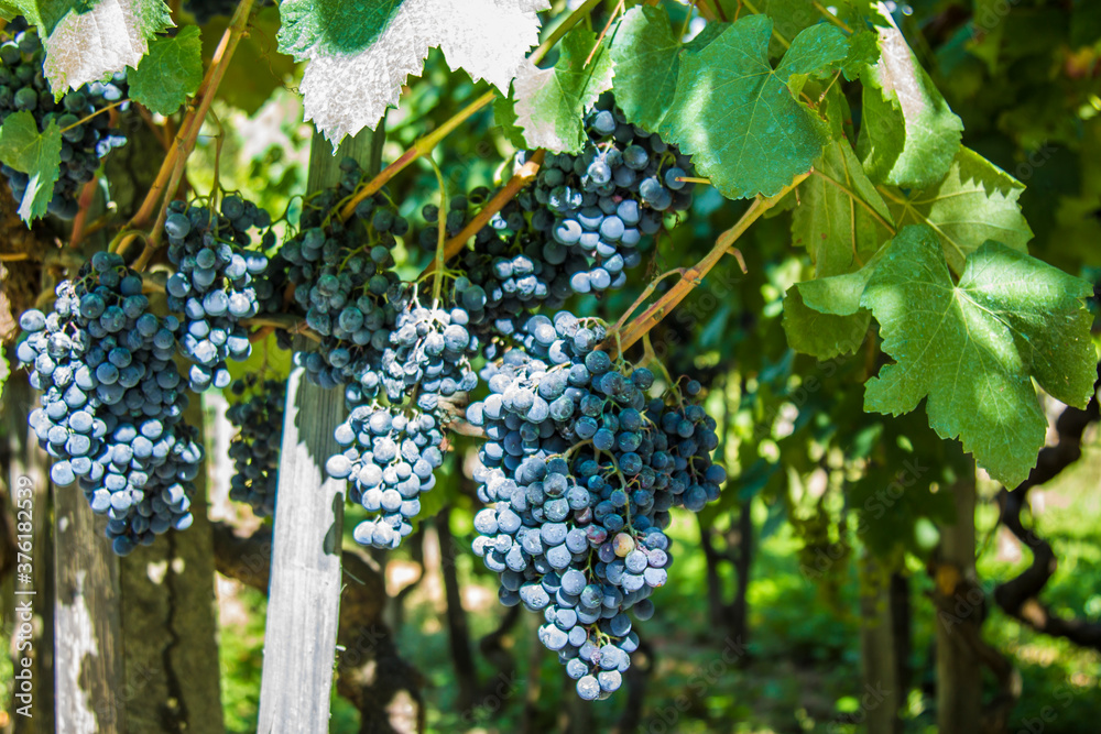 bunches of grapes in the vineyards