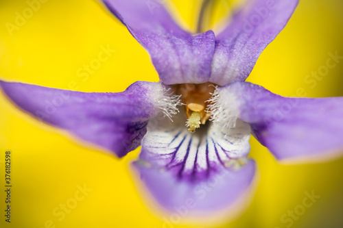 Wood violet (Viola odorata) or sweet violet, English violet, common or garden violet native to Europe, hardy herbaceous flowering perennial with scented flowers and heart shaped leaf