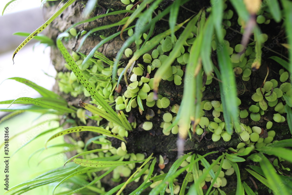 Obraz premium ヤシの木とマメヅタ