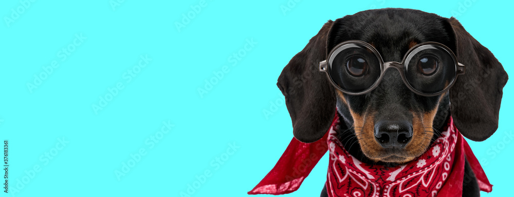 Teckel dog with no occupation, wearing eyeglasses with red bandana