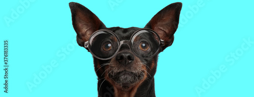 cute nerdy Pincher dog wearing eyeglasses and looking at camera