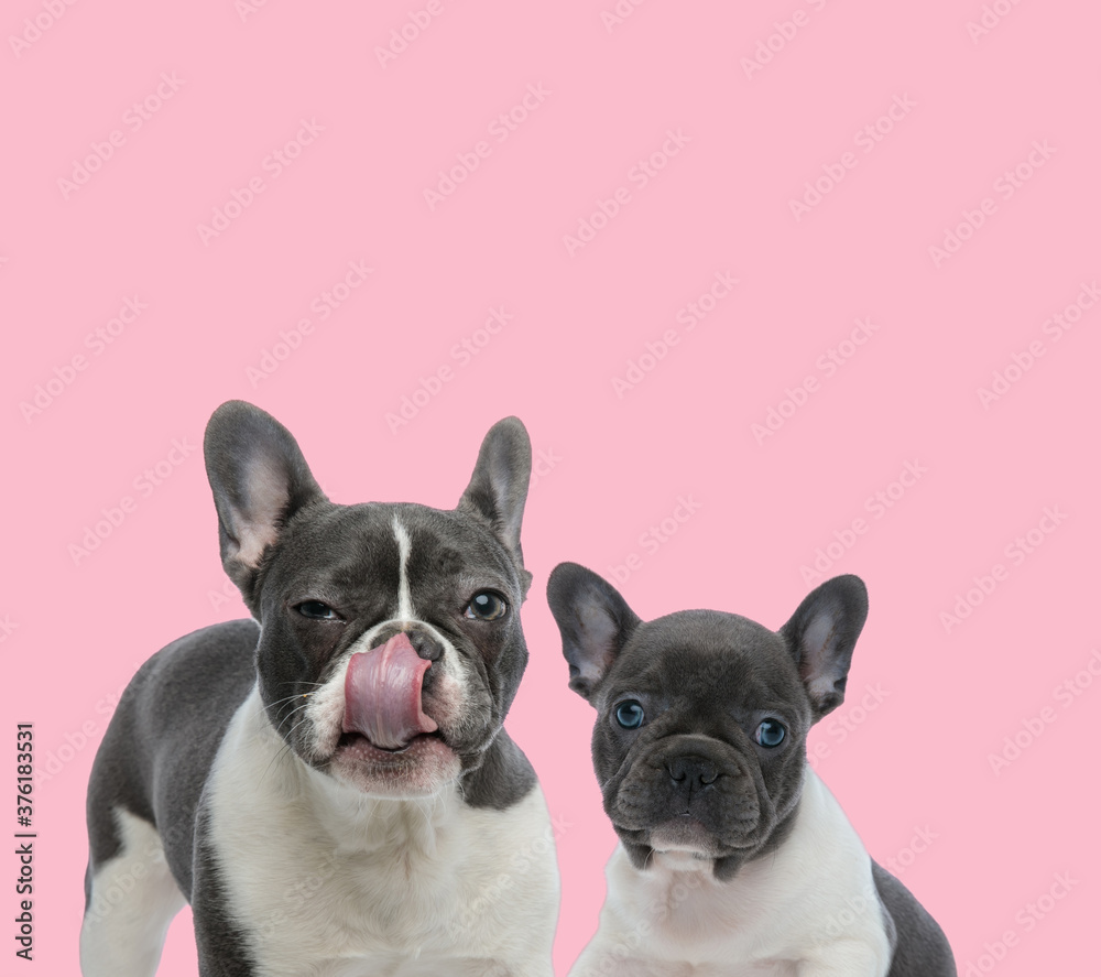 team of two french bulldogs on pink background