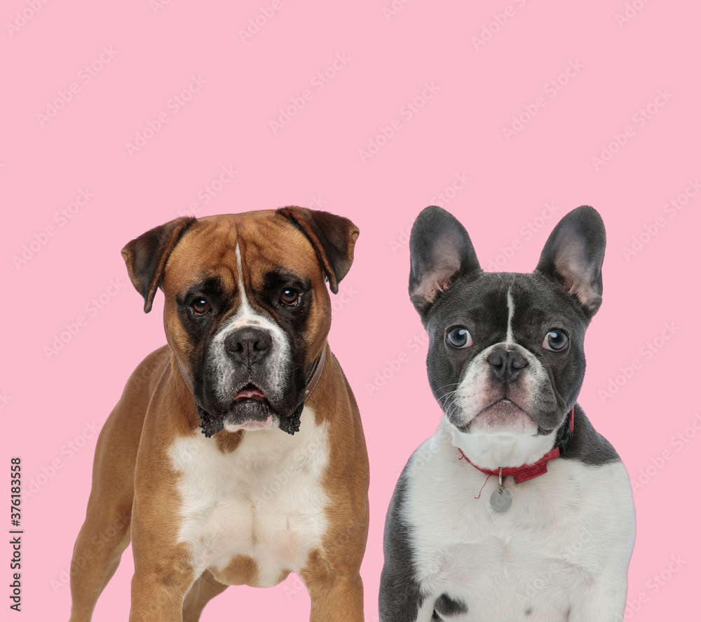 Fototapeta premium team of boxer and french bulldog on pink background