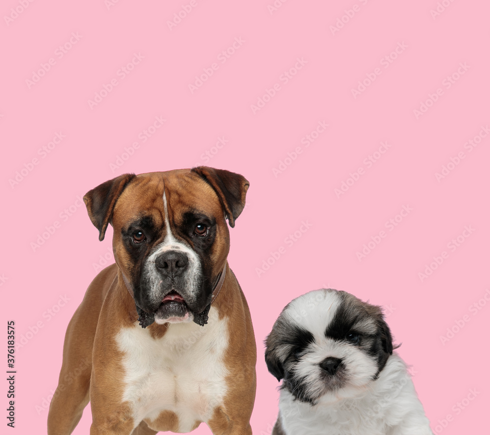 team of boxer and shih tzu on pink background