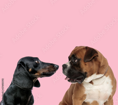 team of tekcel dachshund and boxer