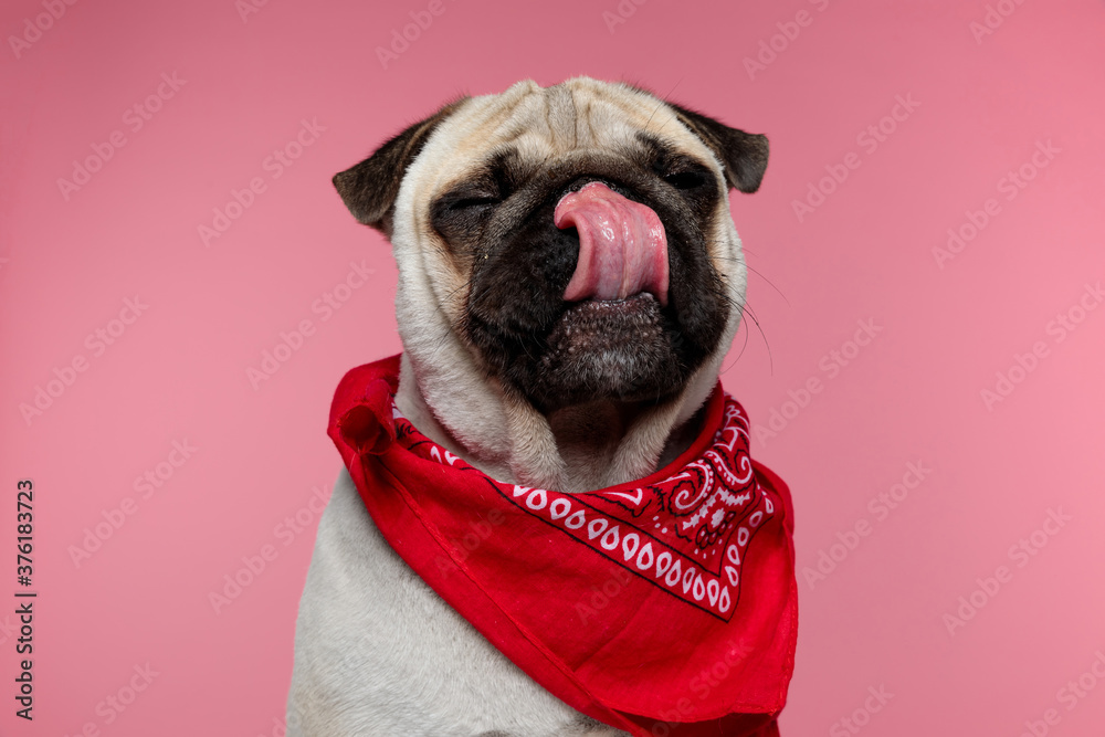 pug dog with closed eyes licking his nose