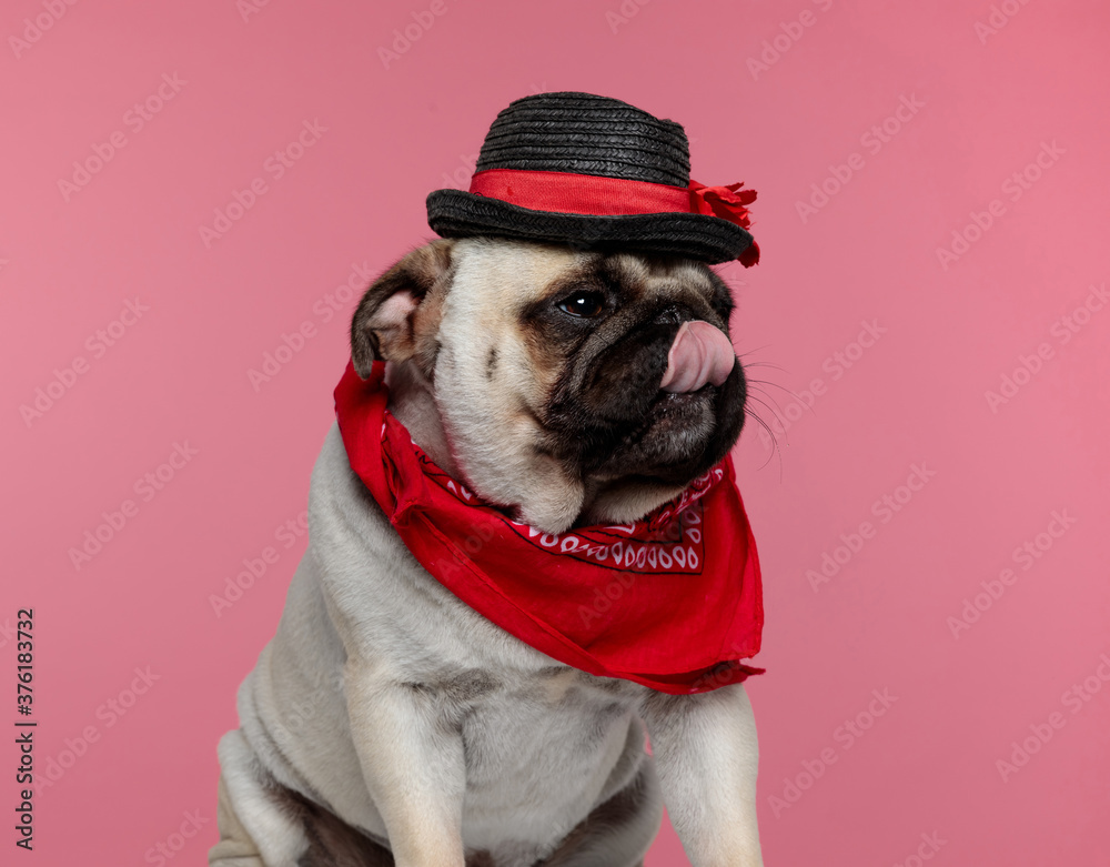 pug dog wearing a red bandana and a black hat
