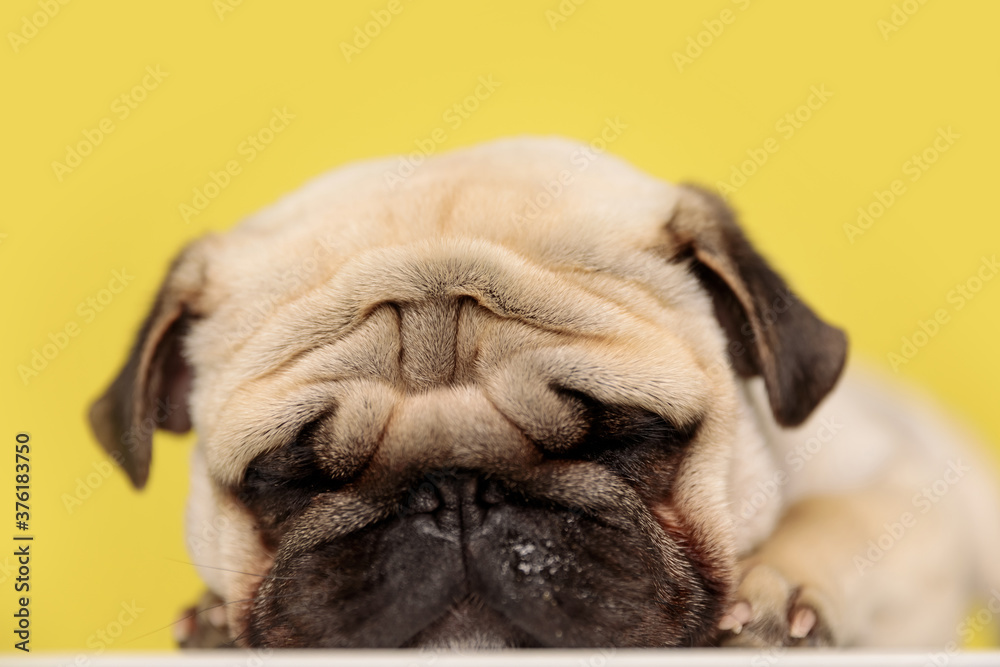 asleep little pug dog lying down against yellow background