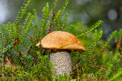 Edible orange-cap mushroom growing in green moss. Leccinum aurantiacum Harvesting mushrooms in forest. edible mushrooms in northern forests of europe.