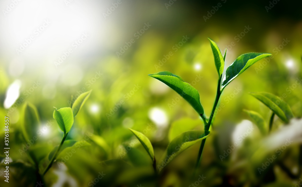 Fresh green tea buds and leaves from a tea garden at India