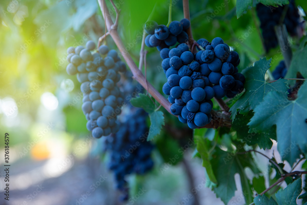 Grapes Wineries. Ripe dark purple grapes on vines tree at wine harvest time on a green background on a vineyard.