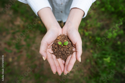 Woman's hand holding sprout plant, seedling plant in ground. Top view. Saving earth and planting trees