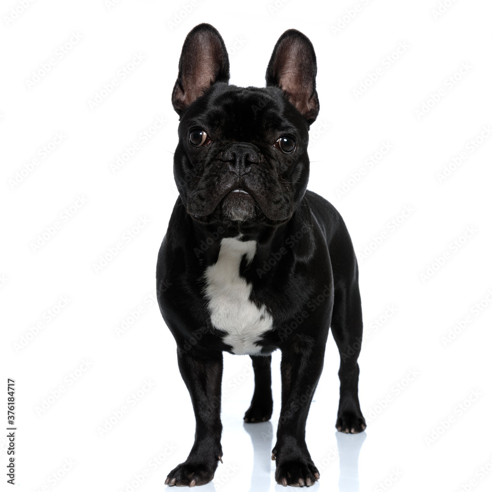 Dutiful French Bulldog puppy looking forward and standing