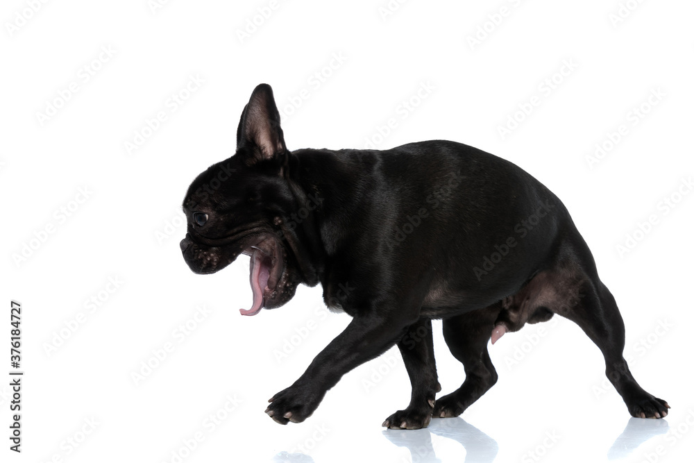 Side view of a yawning French Bulldog puppy stepping