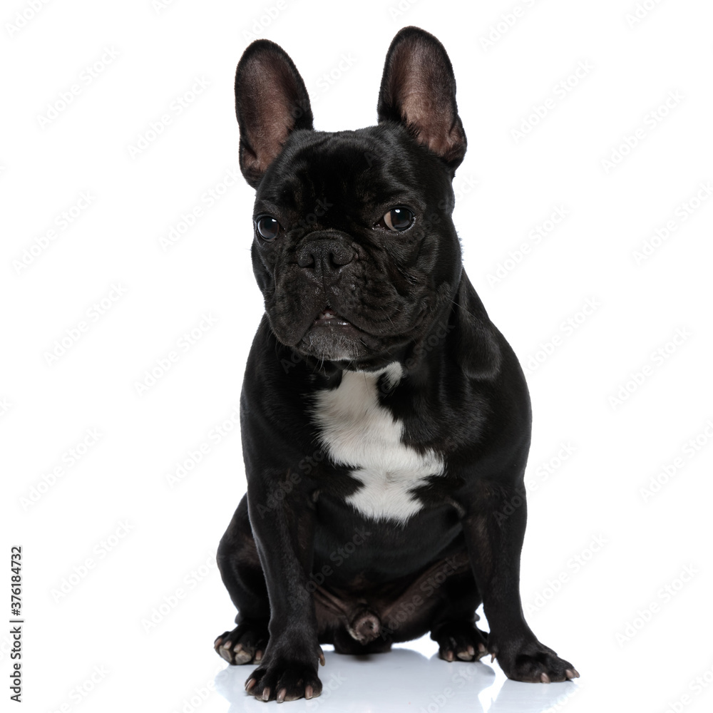 Tough French Bulldog puppy looking forward and sitting