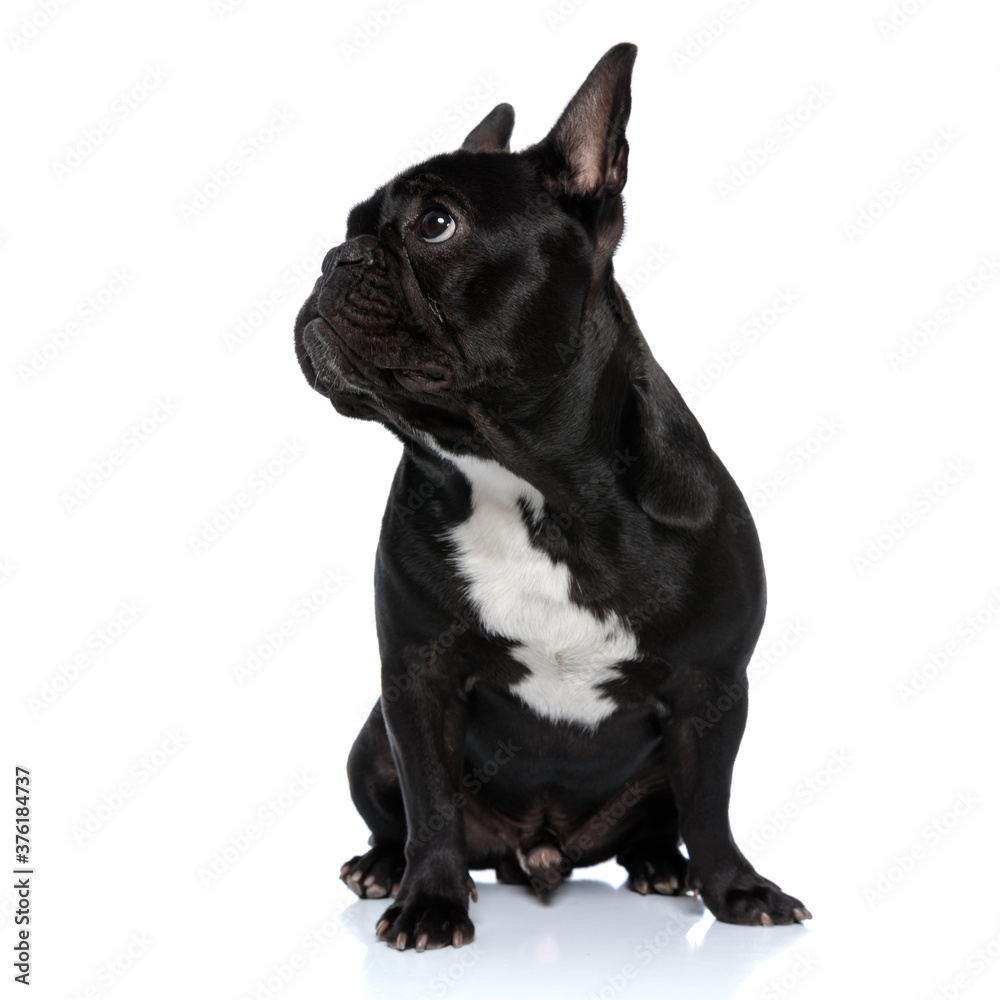 Dutiful French Bulldog puppy looking to the side
