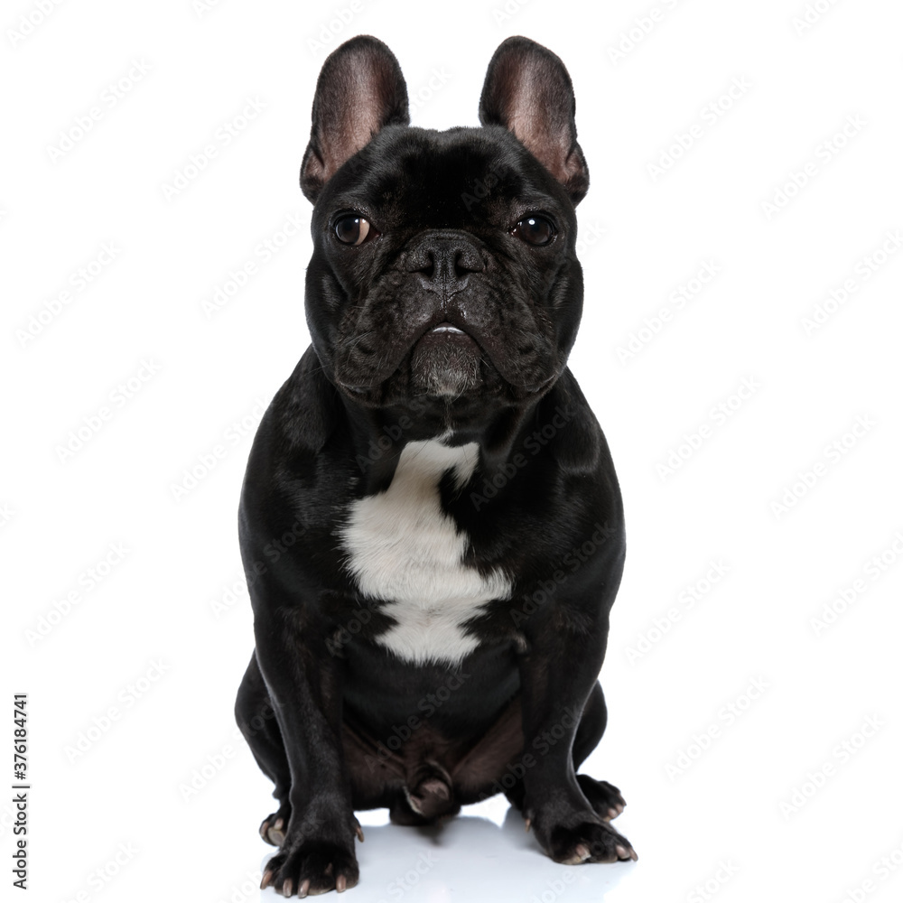 Curious French Bulldog puppy looking forward and sitting Curious French Bulldog puppy looking forward and sitting