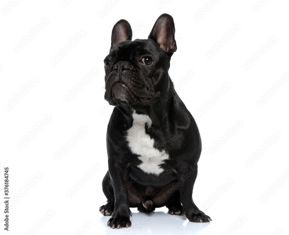 Eager French Bulldog puppy listening and thinking