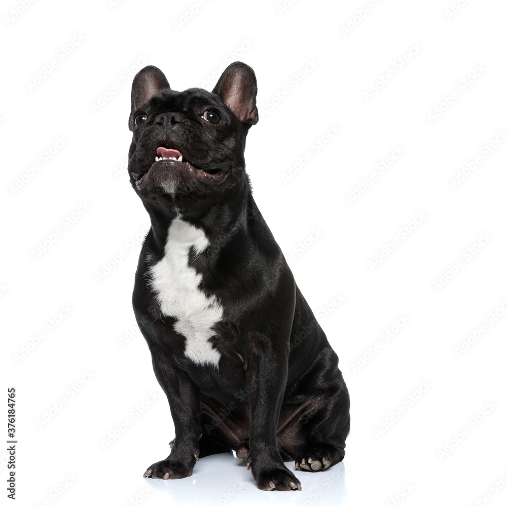 Dutiful French Bulldog puppy panting and smiling, sitting
