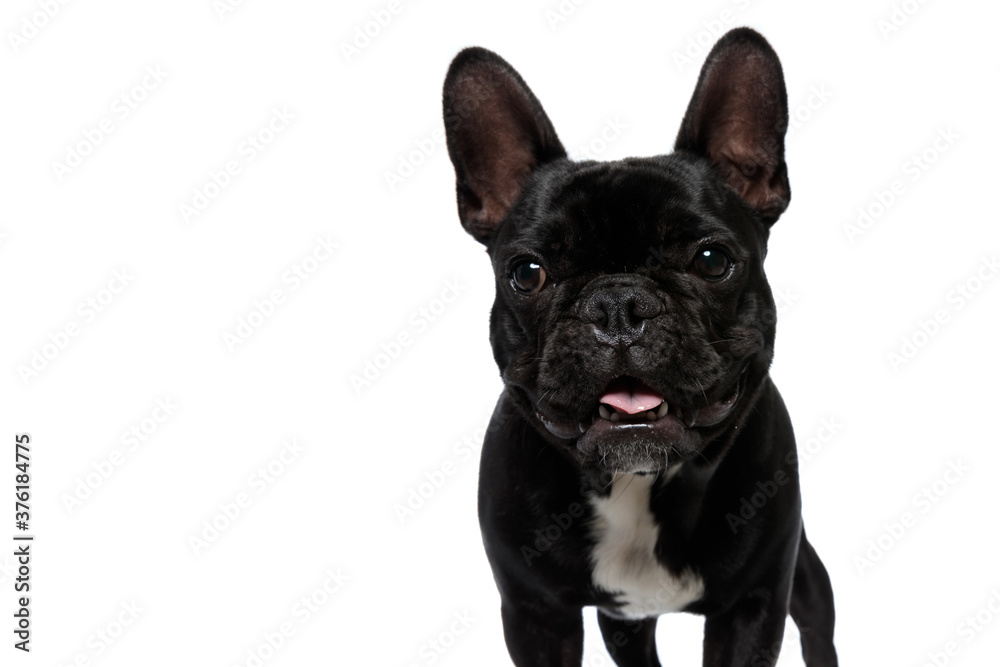 Happy French Bulldog puppy looking forward and panting