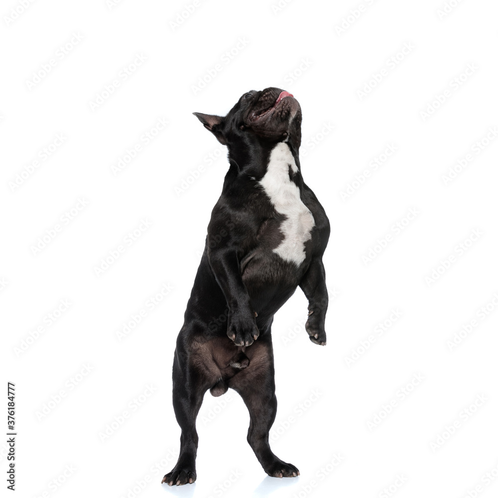 Playful French Bulldog puppy looking up and jumping
