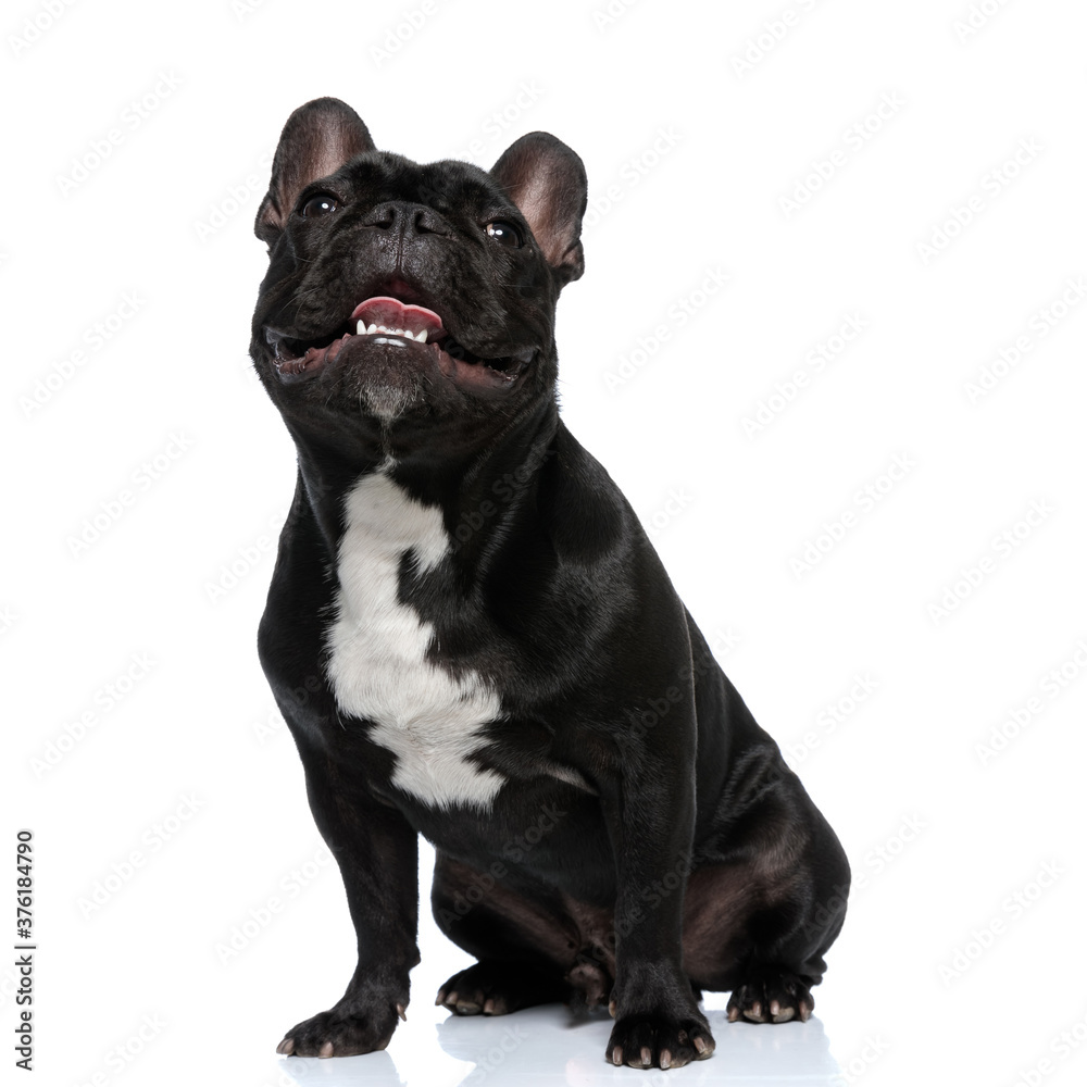 Dutiful French Bulldog puppy being happy and panting, sitting