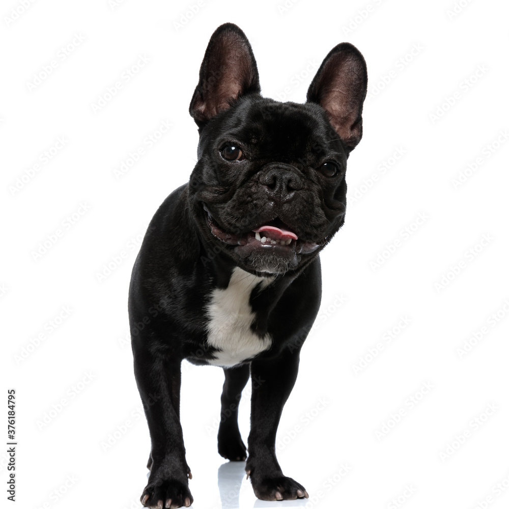Happy French Bulldog puppy smiling and panting