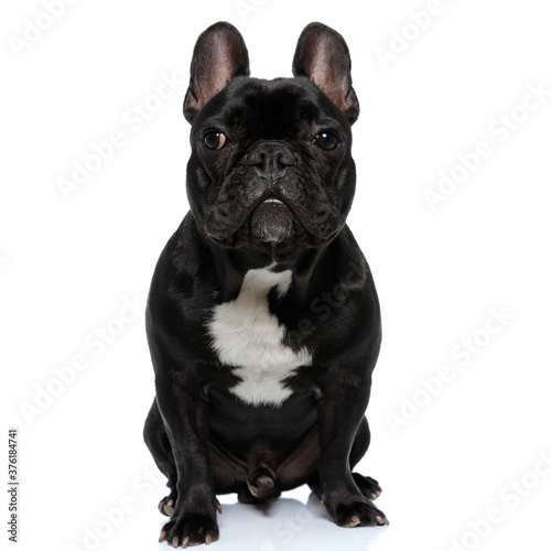 Curious French Bulldog puppy looking forward and sitting