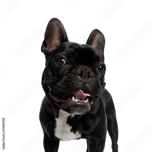 Playful French Bulldog puppy being happy and panting,