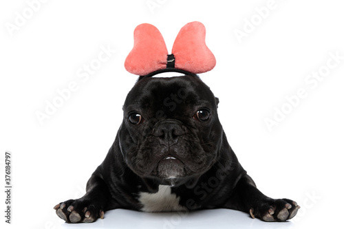 Fototapeta Naklejka Na Ścianę i Meble -  Funny French Bulldog puppy wearing headband with bowtie